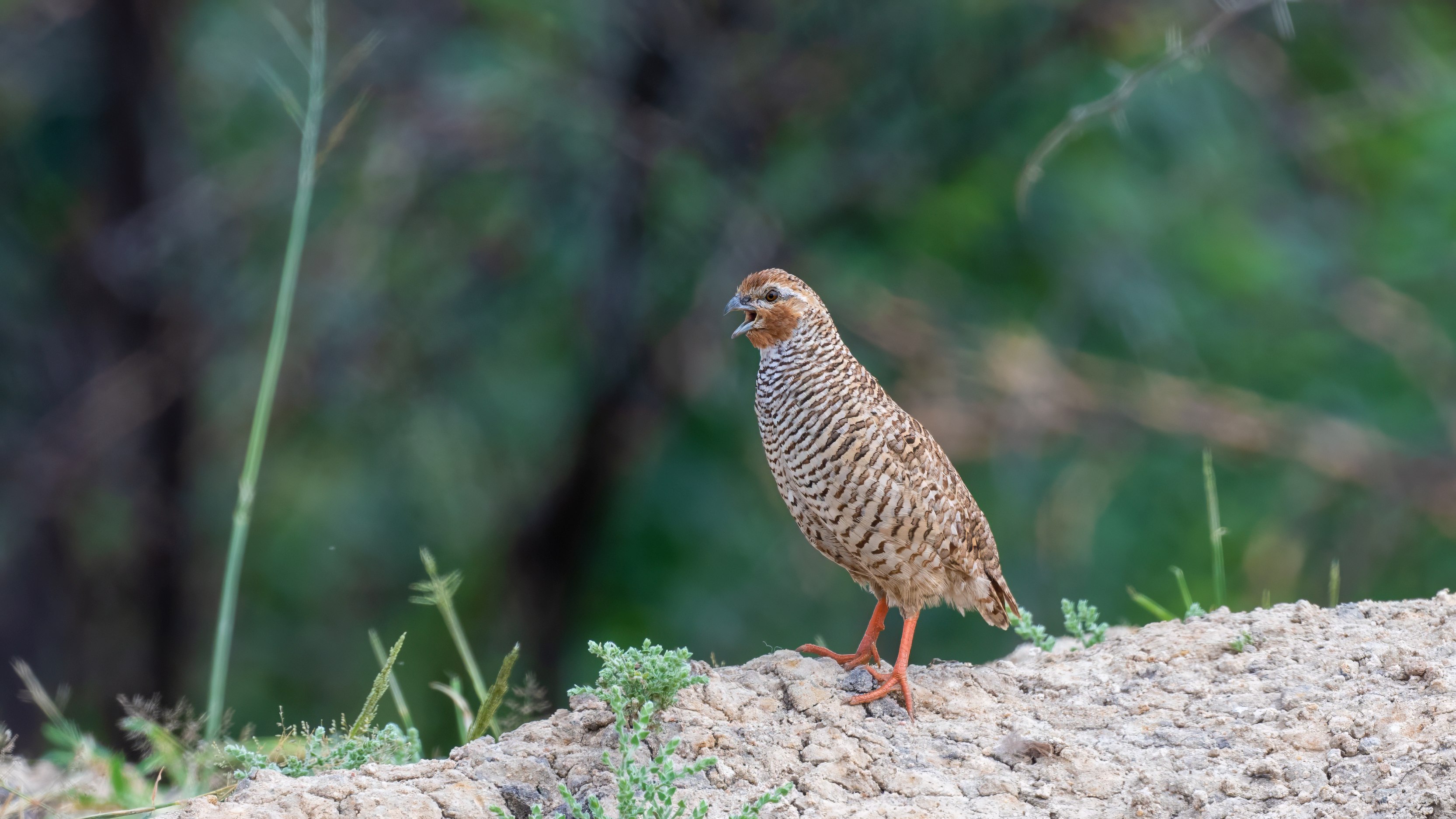 Rock Bush Quail